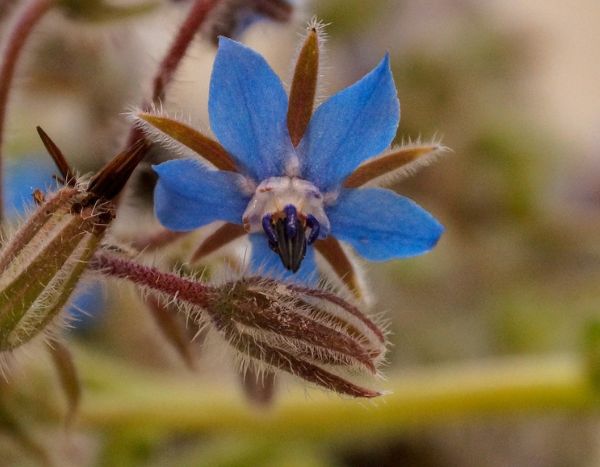 Comment semer la bourrache facilement pour un jardin fleuri et comestible ?