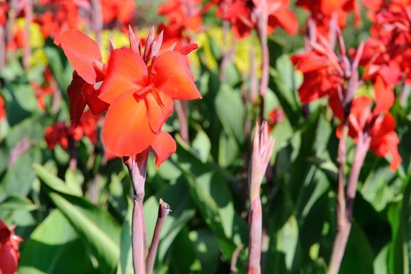 Comment multiplier ses cannas ?