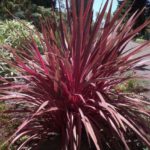 Comment multiplier la Cordyline ?