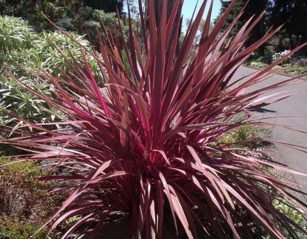 Comment multiplier la Cordyline ?