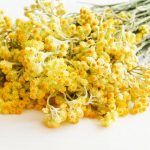 Comment faire sécher et bien conserver l'Helichrysum ou plante curry ?