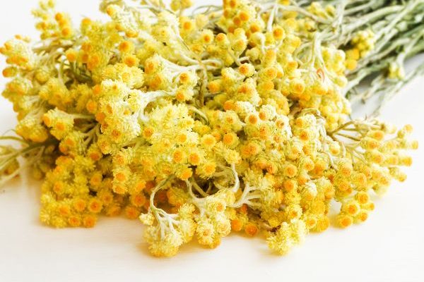 Comment faire sécher et bien conserver l'Helichrysum ou plante curry ?