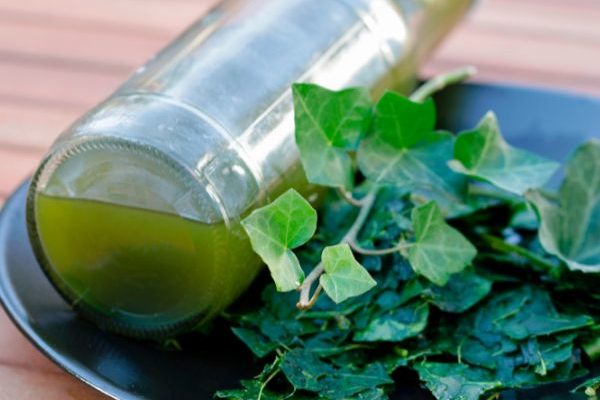 Comment faire sa lessive écologique et naturelle avec du lierre ?