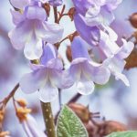 Le Paulownia : arbre du futur et atout pour la permaculture ?