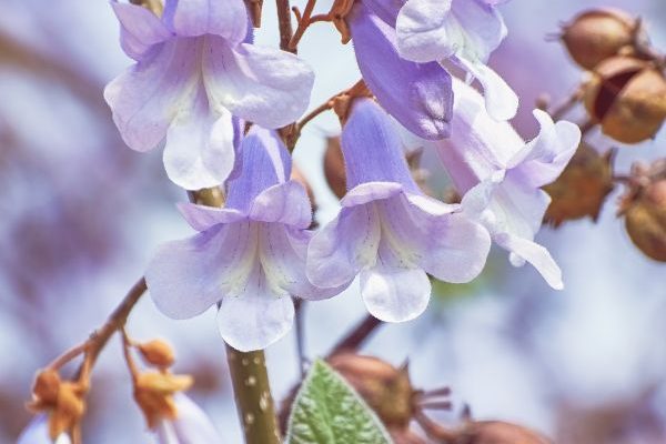 Le Paulownia : arbre du futur et atout pour la permaculture ?