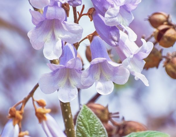 Le Paulownia : arbre du futur et atout pour la permaculture ?