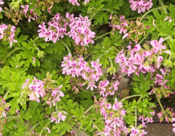 Comment tailler un Pélargonium ?