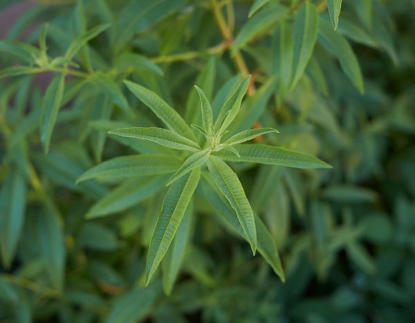 Comment réussir la plantation de la verveine citronnelle  : en pleine terre comme en pot ?