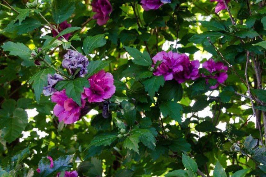 Hibiscus Freedom