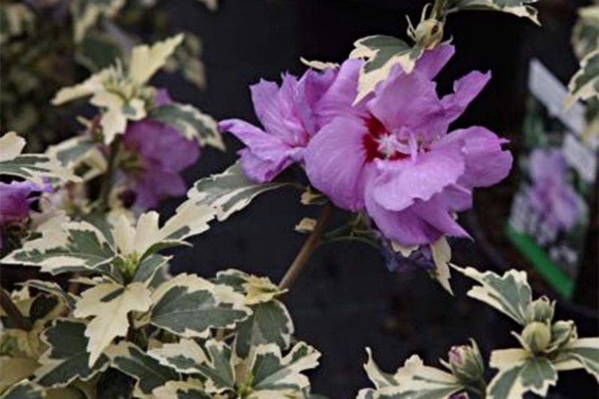 Hibiscus Summer Ruffle