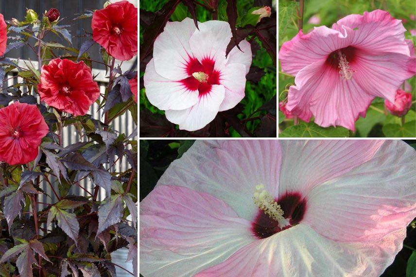 hibiscus moscheutos