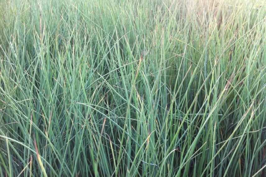 Juncus inflexus