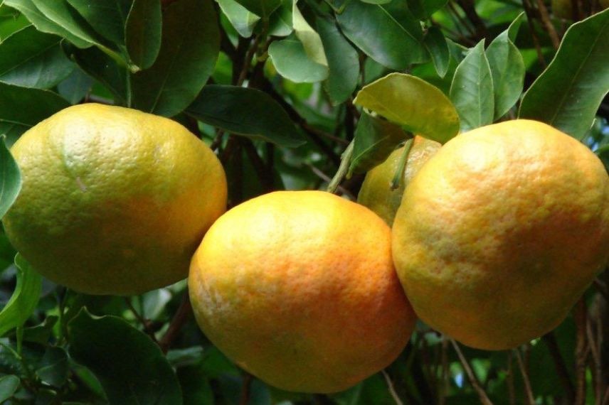 mandarinier Keraji