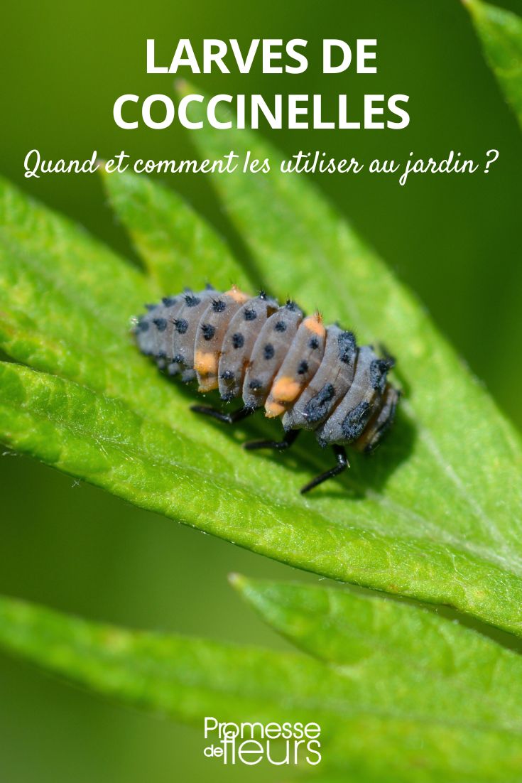 Larves de coccinelles : quand et comment les utiliser au jardin ?