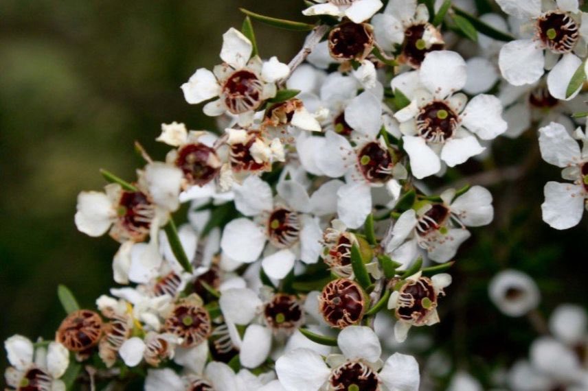 Leptospermum Blanc