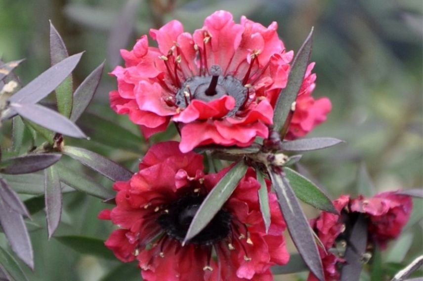 Leptospermum Crimson Glory