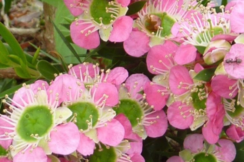 Leptospermum Karo Pearl Star