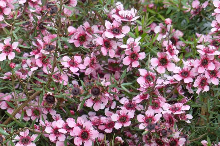 Leptospermum Martini