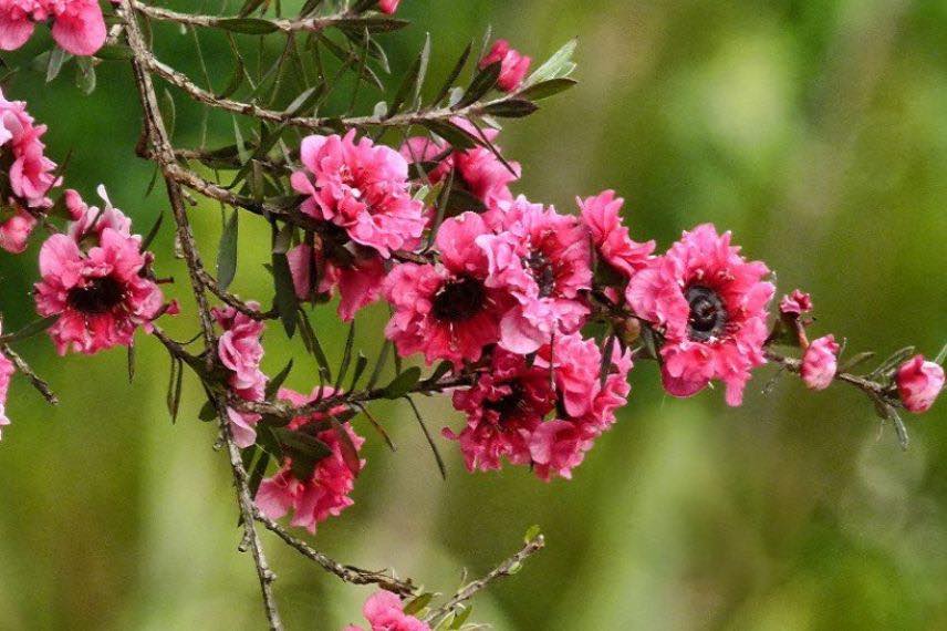 Leptospermum Red Damask