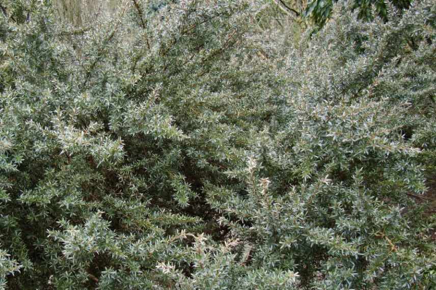 Leptospermum Silver Sheen