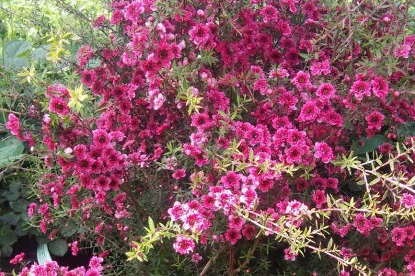 Leptospermum Wiri Kerry