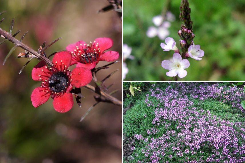 jardin aromatique