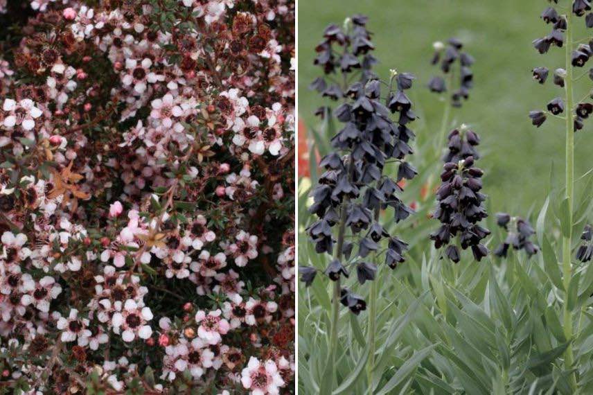 Leptospermum pot