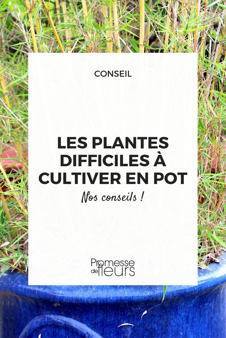 plantes à éviter de planter en pot ou en bac