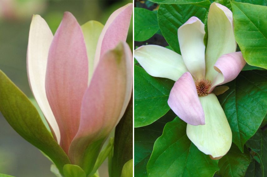magnolia à floraison estivale