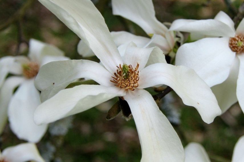 Magnolia