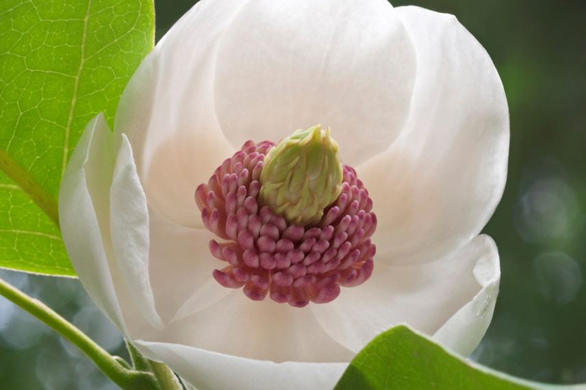 Magnolia à floraison estivale