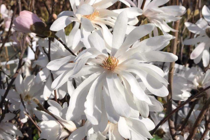 Magnolia stellata