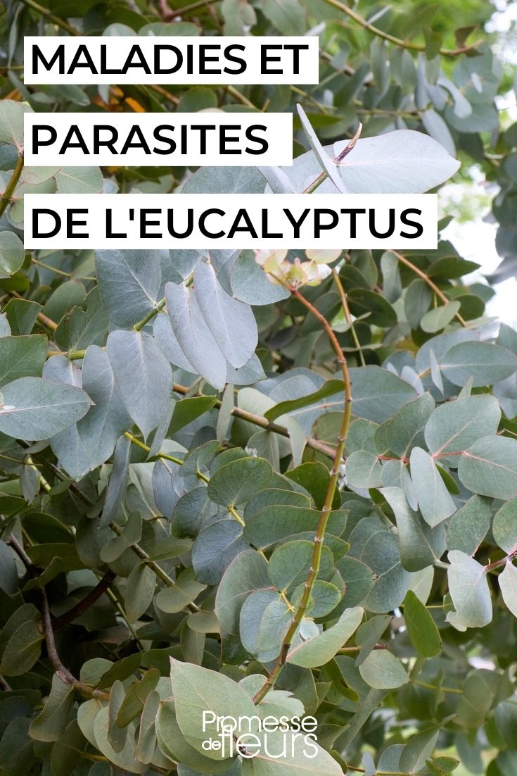 comment soigner un eucalyptus