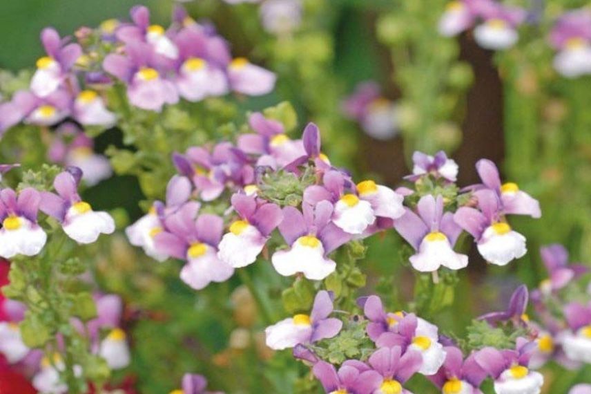 Nemesia