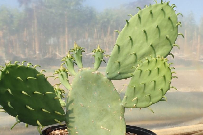 Cactus raquette