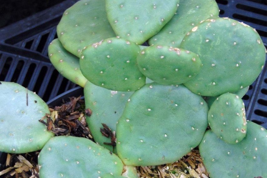 Opuntia Millevaches