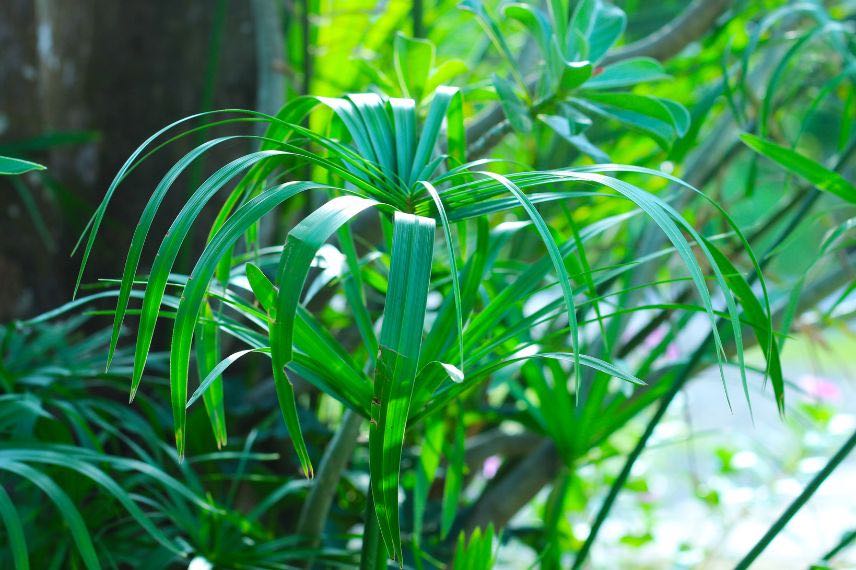 plantes salle de bain