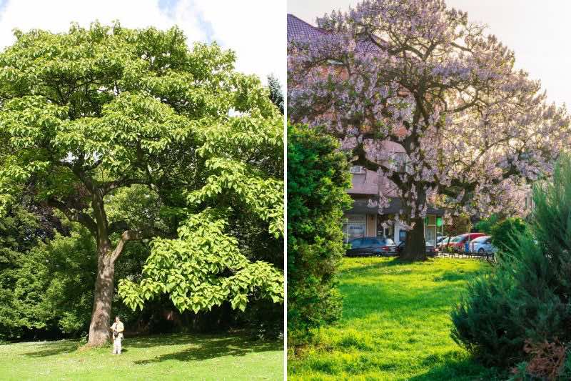 Les multiples aspects de l'arbre paulownia
