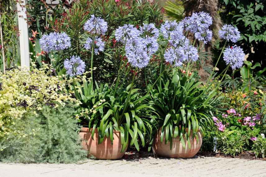 comment planter en pot, plantation en pot conseils, plantation sur balcon, plantation sur terrasse, plantation patio, plantation dans une cour, plante pot astuce