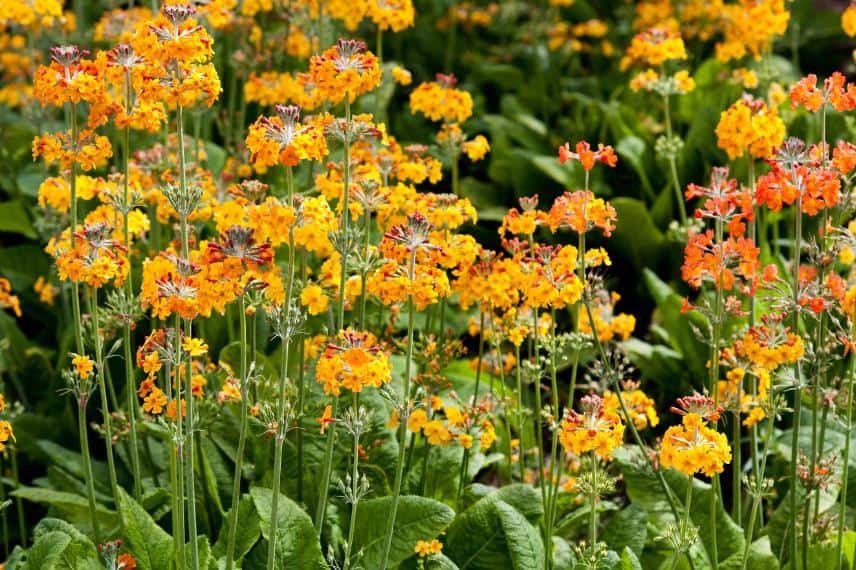 Primevère candélabre - Primula bulleyana