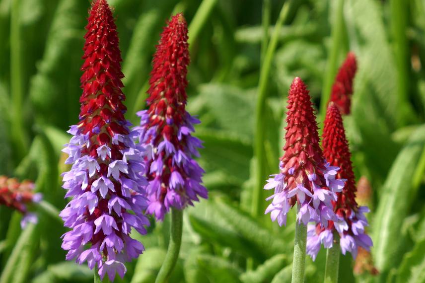 Primevère - Primula vialii 