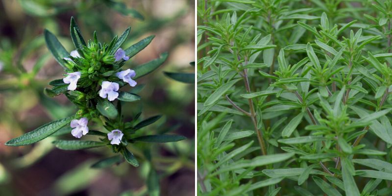 Tisane de Romarin - Les sapins roses : Tisanes bio – Productrice de plantes  médicinales dans l'Ain