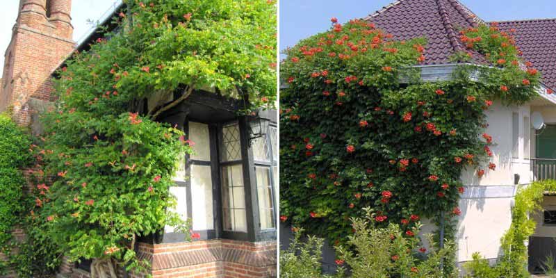 Bignone ou Campsis grimpant contre la façade d'une maison