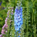 Comment semer le delphinium ?