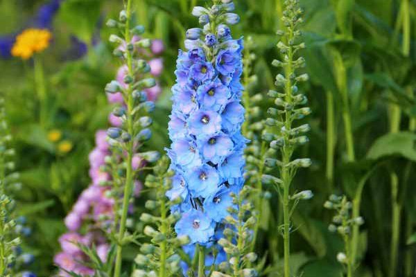 Comment semer le delphinium ?