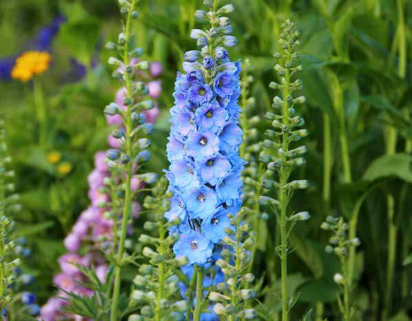 Comment semer le delphinium ?