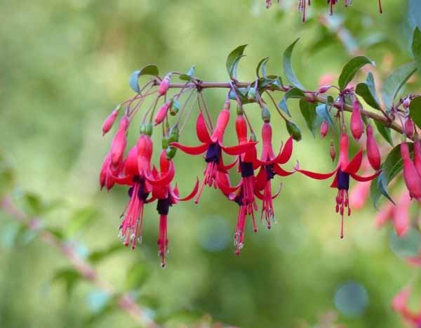 Comment tailler un Fuchsia ?