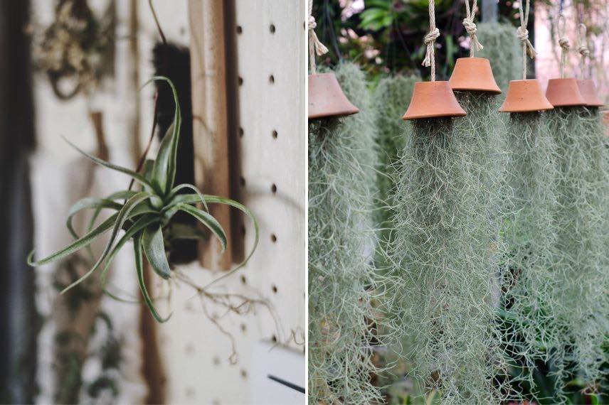 plantes salle de bain