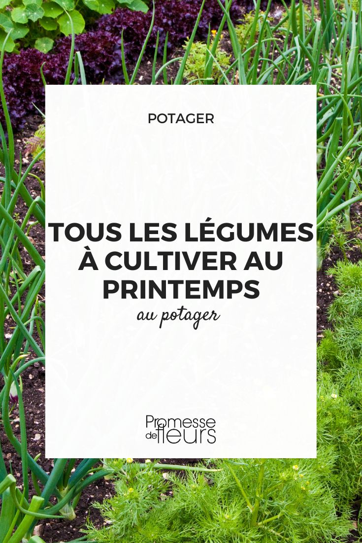 légumes de printemps