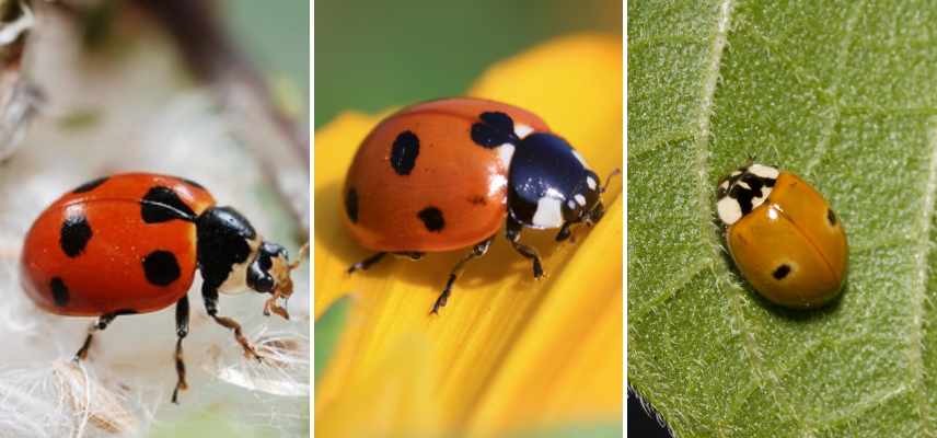 larves de coccinelle quand et comment les utiliser au jardin